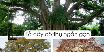 Bài văn tả cây cổ thụ lớp 5 và 4 ngắn gọn nhất