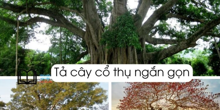 Bài văn tả cây cổ thụ lớp 5 và 4 ngắn gọn nhất