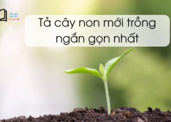 tả một cây non mới trồng ngắn gọn nhất lớp 4 và 5
