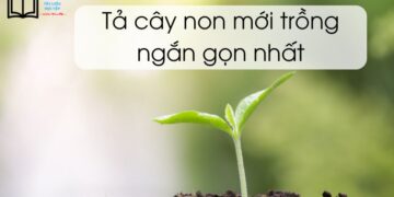 tả một cây non mới trồng ngắn gọn nhất lớp 4 và 5