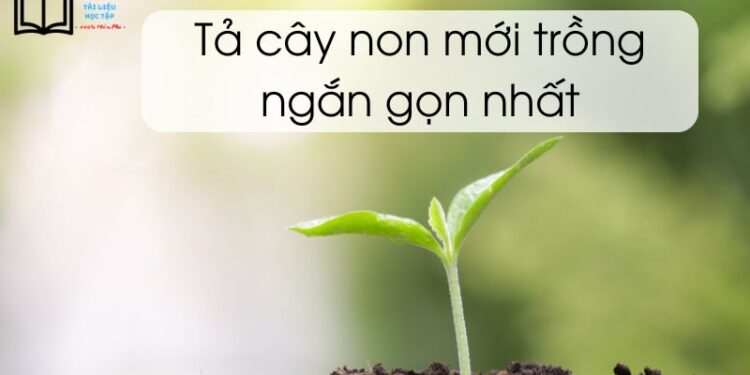 tả một cây non mới trồng ngắn gọn nhất lớp 4 và 5