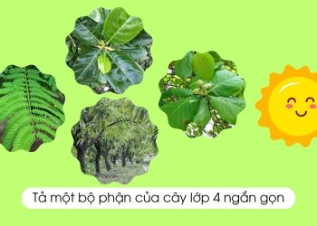 viết một đoạn văn ngắn tả một bộ phận của cây (lá hoặc hoa, quả, rễ, thân) lớp 4