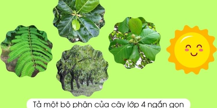viết một đoạn văn ngắn tả một bộ phận của cây (lá hoặc hoa, quả, rễ, thân) lớp 4