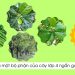 viết một đoạn văn ngắn tả một bộ phận của cây (lá hoặc hoa, quả, rễ, thân) lớp 4