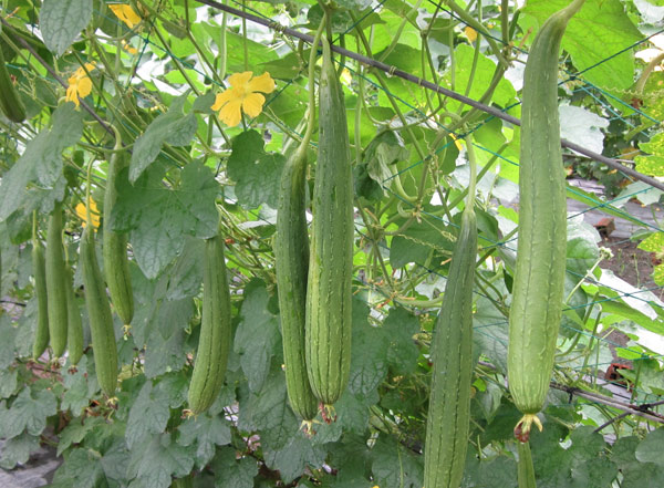 Bài văn tả một giàn cây leo lớp 5 ngắn gọn - cây mướp