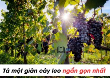 ta-mot-gian-cay-leo-ngan-gon-nhat-lop-5-min