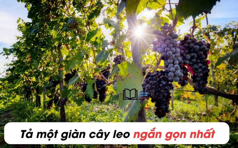 bài văn tả một giàn cây leo lớp 3 và 5 ngắn gọn nhất