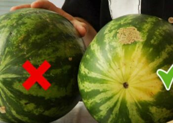 bài văn tả quả dưa hấu lớp 4,5 ngắn gọn, hay nhất