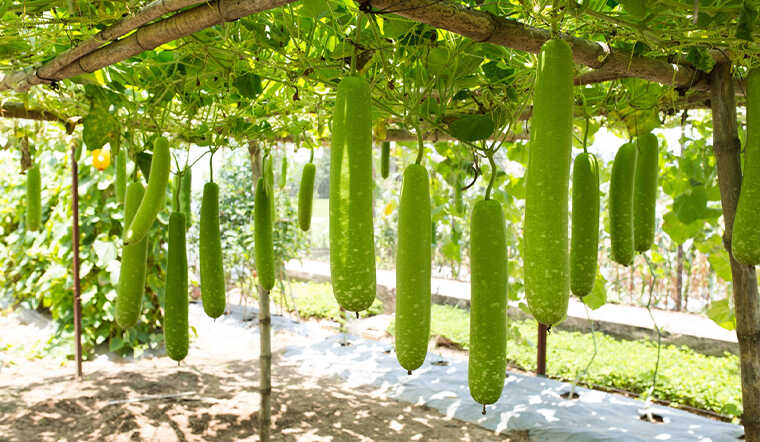 Viết bài văn tả một giàn cây leo lớp 3 - cây bầu