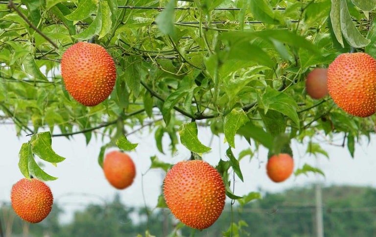 Tả một giàn cây leo ngắn gọn nhất lớp 5 - Cây gấc