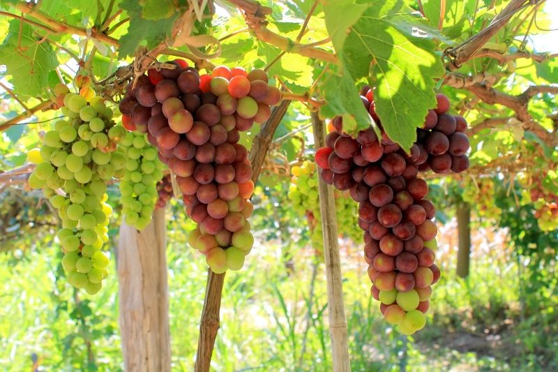 Tả một giàn cây leo ngắn gọn nhất lớp 4 - cây nho