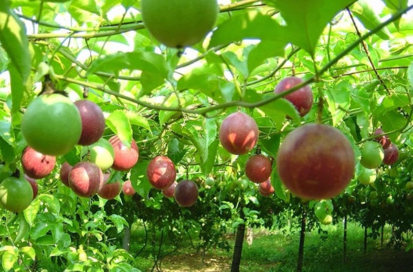 Tập làm văn tả một giàn cây leo lớp 5 - cây chanh leo