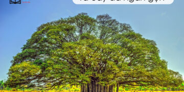 Bài văn tả cây đa cổ thụ lớp 4,5 ngắn gọn, hay nhất