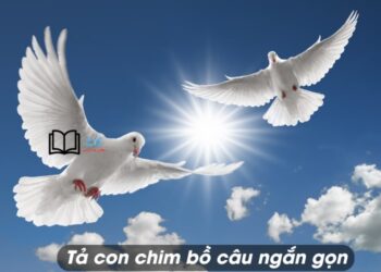bài văn tả con chim bồ câu lớp 4,5 ngắn gọn