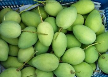 Bài Văn tả quả xoài lớp 4 và 5 ngắn gọn