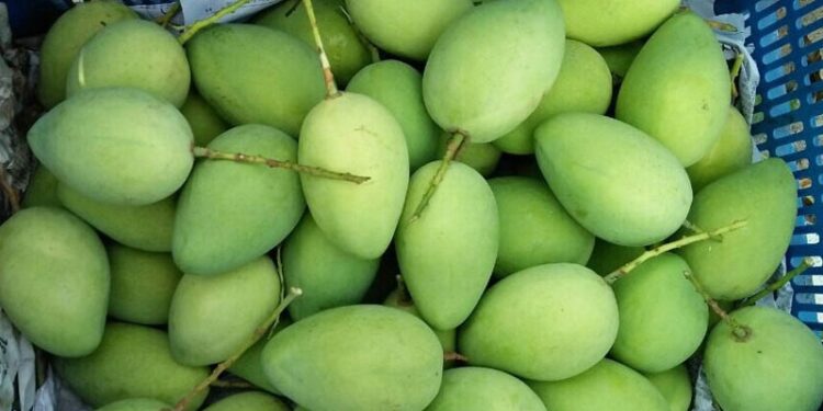 Bài Văn tả quả xoài lớp 4 và 5 ngắn gọn