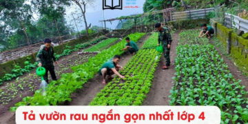 Bài văn Tả vườn rau ngắn gọn nhất lớp 3, 4,5