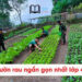 Bài văn Tả vườn rau ngắn gọn nhất lớp 3, 4,5