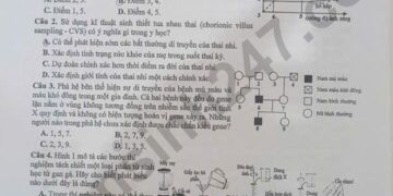 Đề thi khảo sát môn sinh học lớp 12 Hà Nội 2025