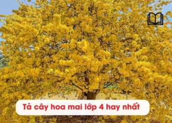 5 bài văn tả cây hoa Mai lớp 4 hay nhất chấm 9 điểm