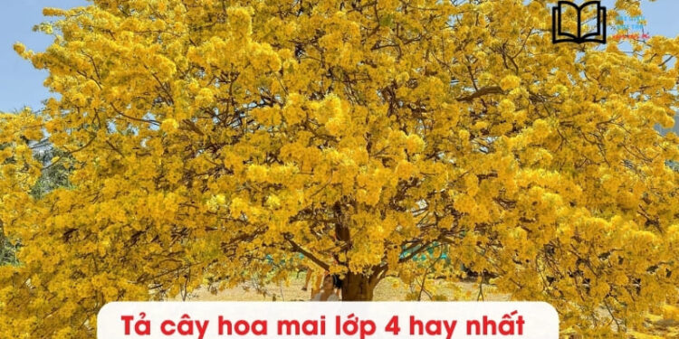 5 bài văn tả cây hoa Mai lớp 4 hay nhất chấm 9 điểm