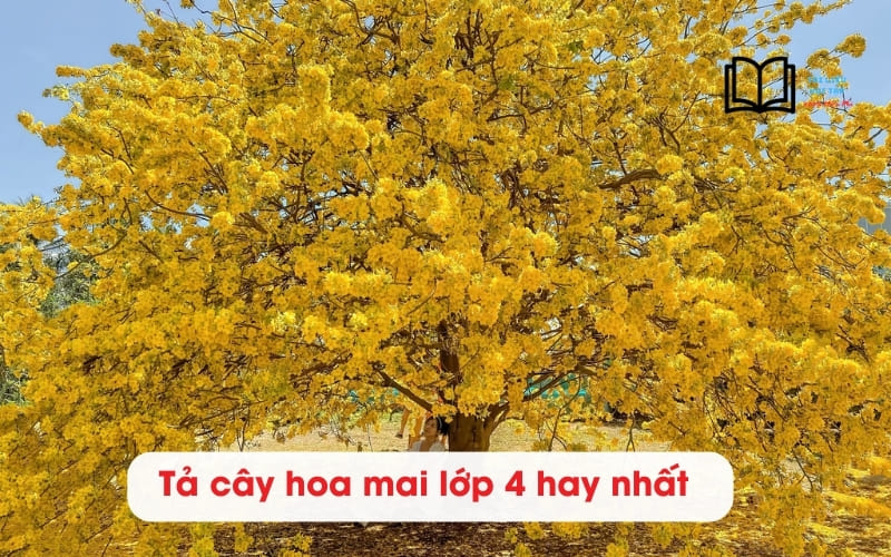 4 bài văn tả cây hoa Mai lớp 4,5 hay nhất chấm 9 điểm