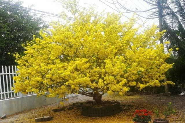 Tả cây hoa mai lớp 4 ngắn gọn nhất