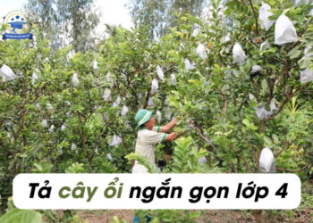 6 bài Văn tả cây ổi lớp 4,5 ngắn gọn nhất đạt 8 điểm