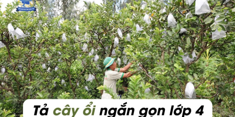 6 bài Văn tả cây ổi lớp 4,5 ngắn gọn nhất đạt 8 điểm
