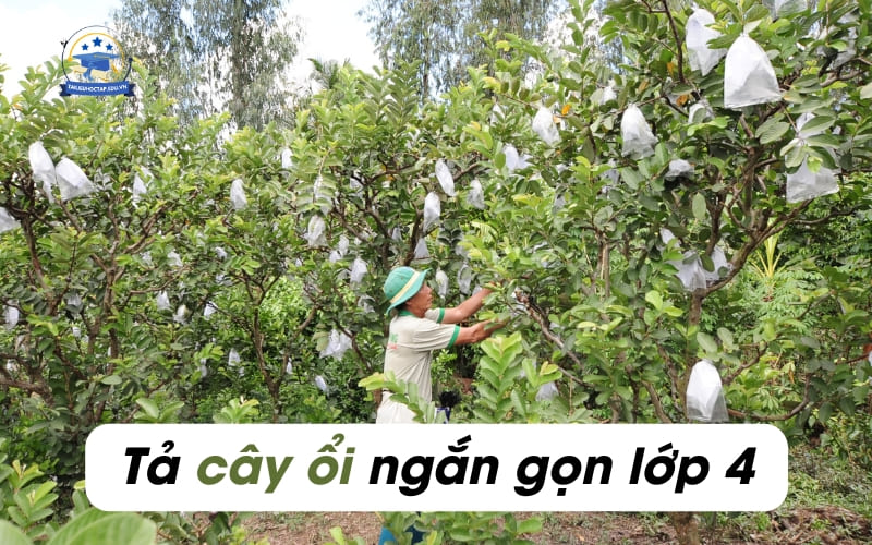 bài Văn tả cây ổi lớp 4,5 ngắn gọn nhất