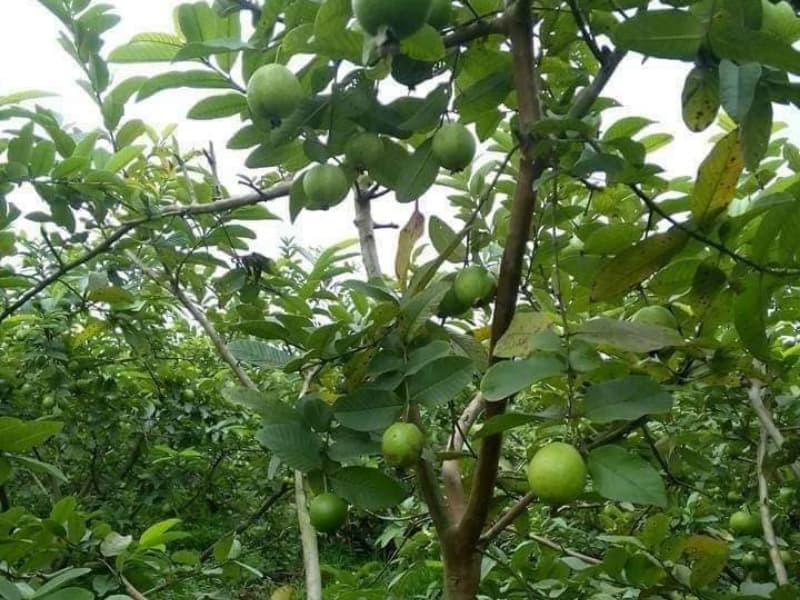 Văn tả cây ổi lớp 4 ngắn gọn