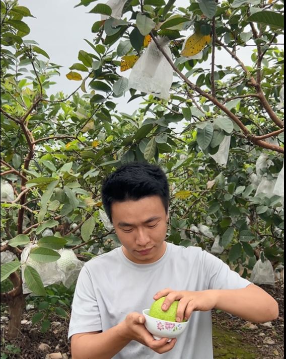 Văn tả cây ổi lớp 4 ngắn gọn nhất