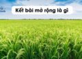 Kết bài mở rộng và kết bài không mở rộng là gì?