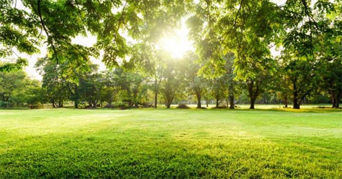 Tả khu vườn vào sáng sớm lớp 5 ngắn gọn