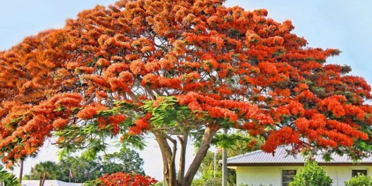 15+ Mở bài tả cây phượng lớp 4 gián tiếp học sinh giỏi