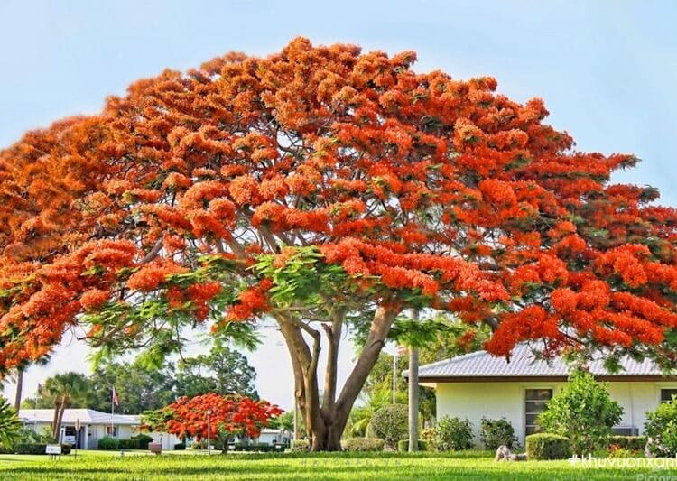 15+ Mở bài tả cây phượng lớp 4 gián tiếp học sinh giỏi