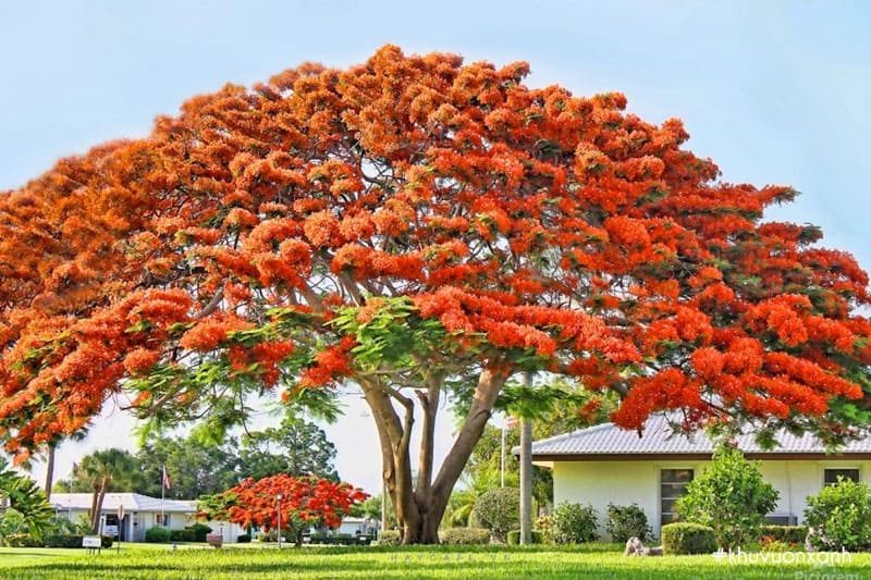 Mở bài tả cây phượng lớp 4 điểm cao