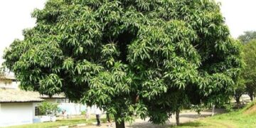 Mở bài gián tiếp tả cây Xoài lớp 4 (10 mẫu)