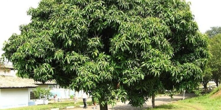 Mở bài gián tiếp tả cây Xoài lớp 4 (10 mẫu)