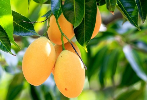 Mở bài tả cây xoài trực tiếp lớp 4,5