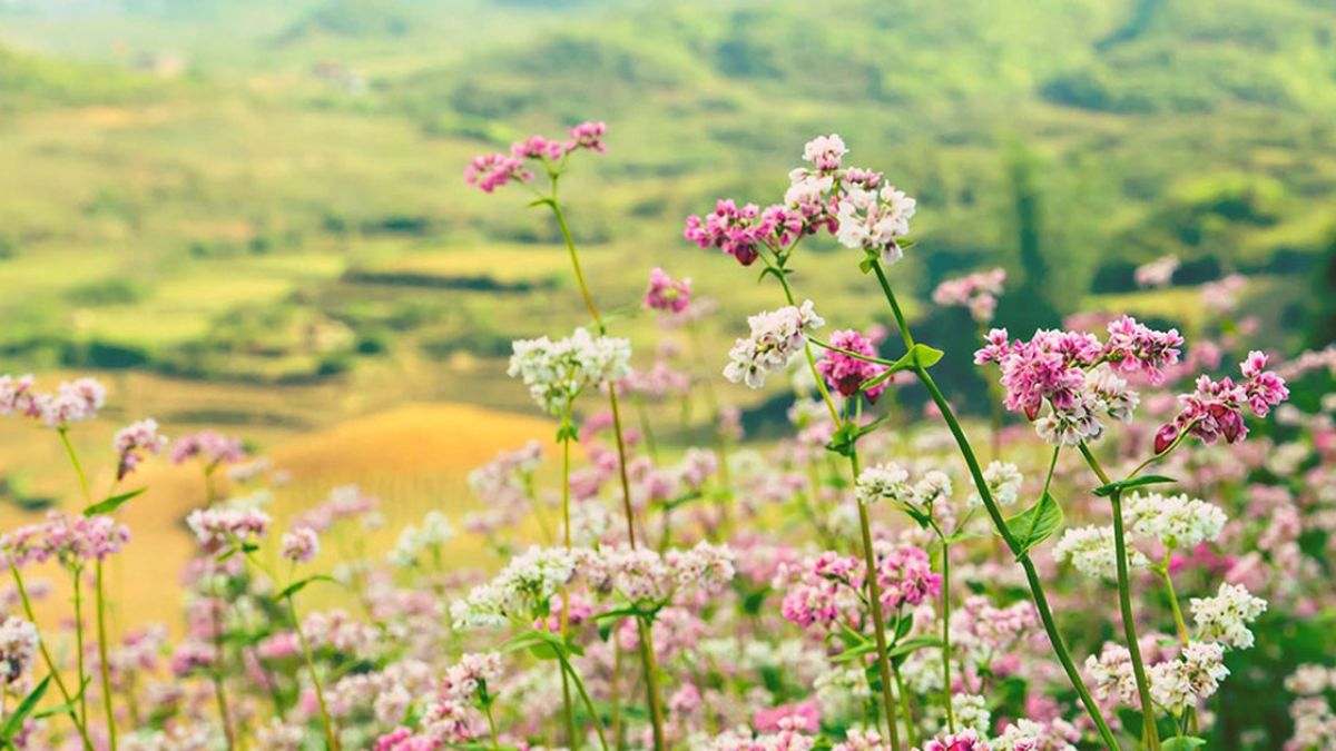 Du lịch tháng 12 tại miền Bắc