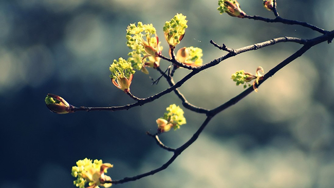 Sơ đồ tư duy cảm nhận bài thơ Vội vàng của Xuân Diệu