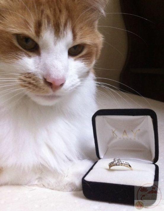 Sự lan tỏa của ảnh chế cầu hôn cho thấy sức hút mạnh mẽ trong giới trẻ