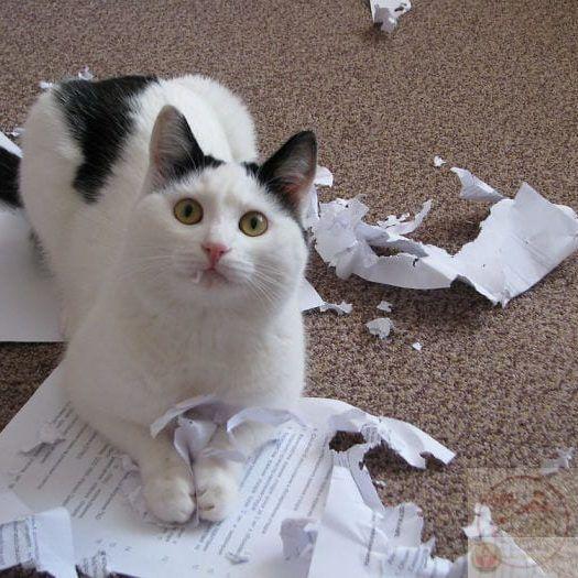 Ảnh xé đơn ly hôn meme