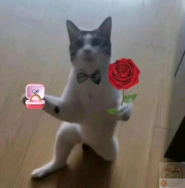 Một lời cầu hôn chế thành câu chuyện khiến dân mạng bật cười liên tục