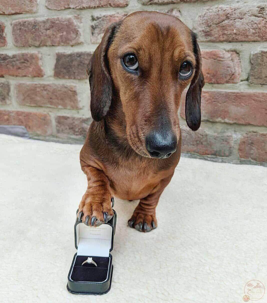 Một màn cầu hôn giả tưởng được tái hiện qua ảnh chế hài hước đầy bất ngờ