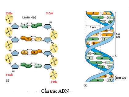 bai 40 on tap phan di truyen va bien di 1