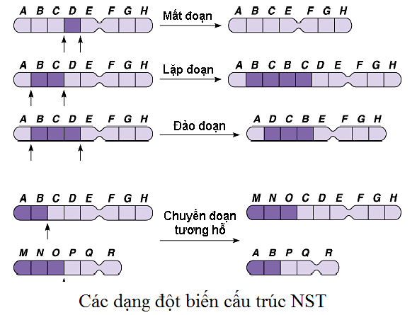 bai 40 on tap phan di truyen va bien di 3