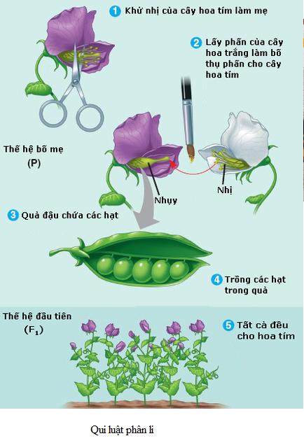 bai 40 on tap phan di truyen va bien di