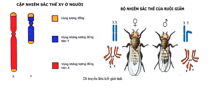 bai 40 on tap phan di truyen va bien di